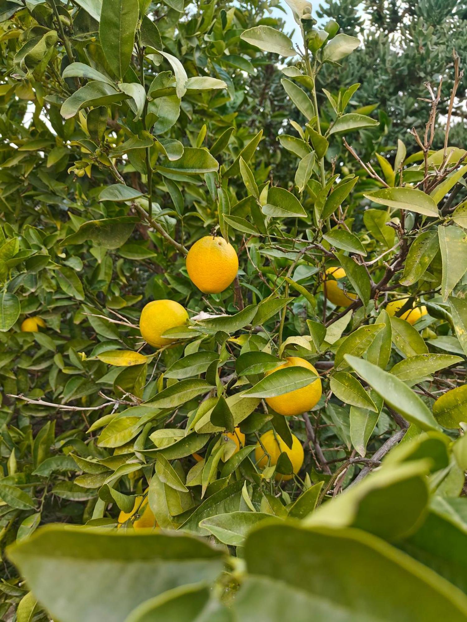 Finca Oliva Bolulla Extérieur photo
