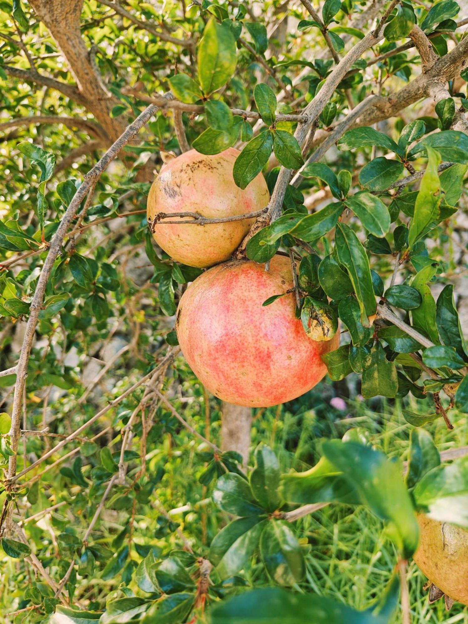 Finca Oliva Bolulla Extérieur photo